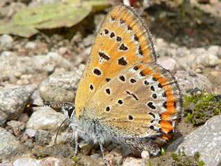 Blauschillernder Feuerfalter Lycaena helle Violett Copper