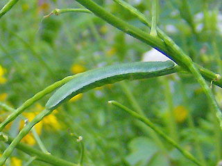 Raupe Aurorafalter Anthocharis cardamines Orange Tip