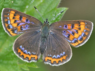 Weibchen Blauschillernder Feuerfalter Lycaena helle Violett Copper