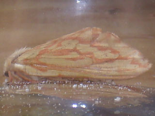 Weibchen Hepialus humuli Großer Hopfen-Wurzelbohrer Ghost Moth