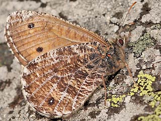 Gletscherfalter Oeneis glacialis Alpine Grayling