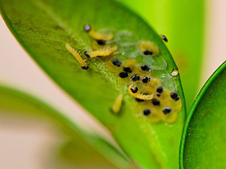 Eirupchen Glyphodes perspectalis Buchsbaum-Znsler