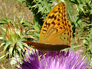 Kardinal  Argynnis pandora  Cardinal