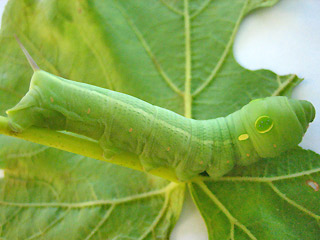 Raupen Gro�er Weinschw�rmer Hippotion celerio Silver-striped Hawk-moth