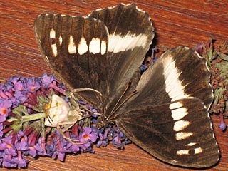 Weier Waldportier Brintesia ( Aulocera ) circe Great Banded Grayling