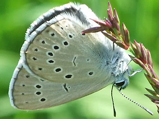 Heller Wiesenknopf-Ameisenbluling Glaucopsyche ( Maculinea ) teleius Scarce Large Blue
