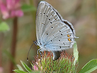 Eiablage Cupido argiades  Kurzschwnziger Bluling Short-tailed Blue