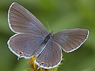Kurzschwnziger Bluling Cupido argiades