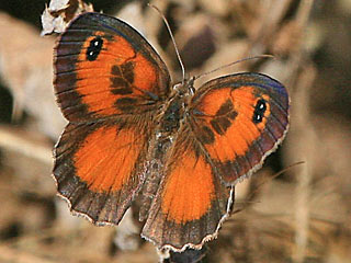 Pyronia cecilia Sdliches Ochsenauge Southern Gatekeeper
