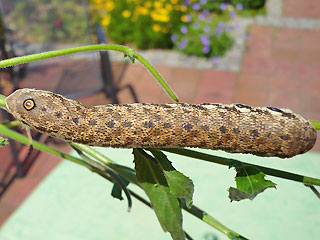 Raupe Nachtkerzenschwrmer Proserpinus proserpina Willowherb Hawk-moth