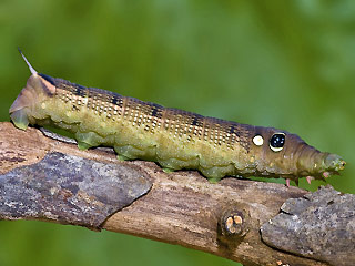 Raupen Gro�er Weinschw�rmer Hippotion celerio Silver-striped Hawk-moth