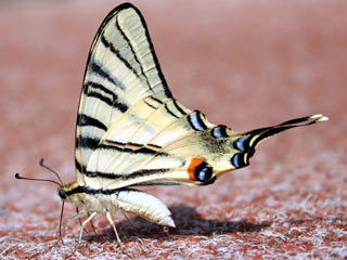 Unterseite Hilltopping Segelfalter Iphiclides podalirius Scarce Swallowtail