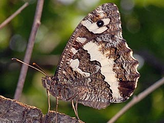 Weier Waldportier Brintesia ( Aulocera ) circe Great Banded Grayling