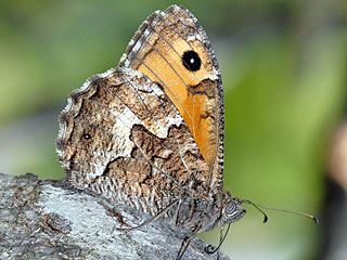 Hipparchia semele  Rostbinde Ockerbindiger Samtfalter  Grayling