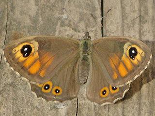 Braunauge Lasiommata maera Large Wall Brown Rispenfalter Kuhauge