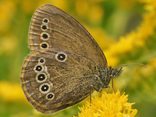Moor-Wiesenvgelchen   Coenonympha oedippus   False Ringlet