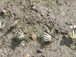 6 Segelfalter Iphiclides podalirius Scarce Swallowtail