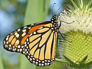 Unterseite Monarch Danaus plexippus Milkweed