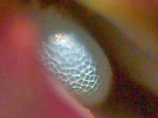 Ei  Dunkler Wiesenknopf-Ameisen-Bläuling Glaucopsyche nausithous Maculinea Dusky Large Blue