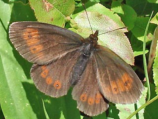 Erebia euryale Larger Ringlet