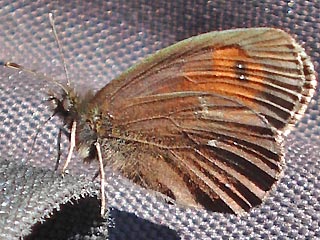 Erebia euryale Larger Ringlet