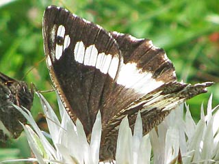 Weier Waldportier Brintesia ( Aulocera ) circe Great Banded Grayling