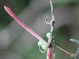 Eier Hyles euphorbiae Wolfsmilchschwrmer Spurge Hawk-moth