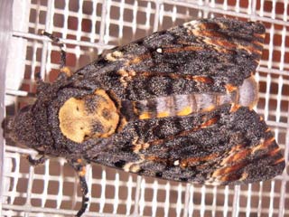 Totenkopfschwärmer Acherontia atropos Deathhead Hawk-moth Wanderfalter migration