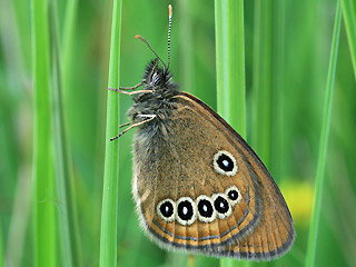 Moor-Wiesenvgelchen   Coenonympha oedippus   False Ringlet