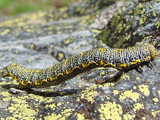 Raupe Lycia alpina Alpenspanner