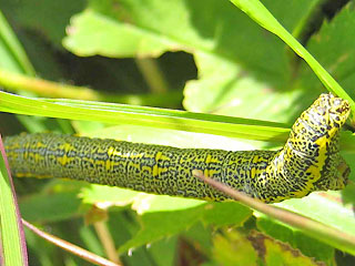 Raupe Lycia alpina Alpenspanner