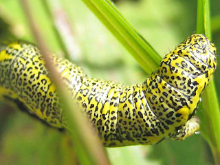 Raupe Lycia alpina Alpenspanner