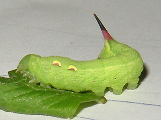 Jungraupe Mittlerer Weinschwrmer, Deilephila elpenor, Elephant Hawk-moth