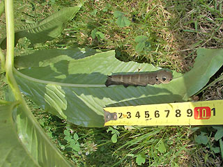 Raupe auf Sauromatum Mittlerer Weinschwrmer, Deilephila elpenor, Elephant Hawk-moth