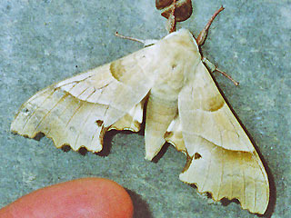 Eichenschwärmer Marumba quercus Oak Hawk-moth