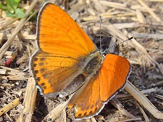 Lycaena thersamon Lesser Fiery Copper