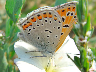 Lycaena thersamon Lesser Fiery Copper