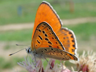 Lycaena thersamon Lesser Fiery Copper