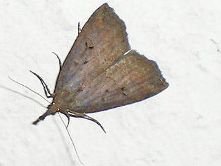 Hopfen-Schnabeleule   Hypena rostralis   Buttened Snout