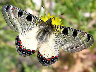 Osterluzei-Apollo  Archon apollinus False Apollo