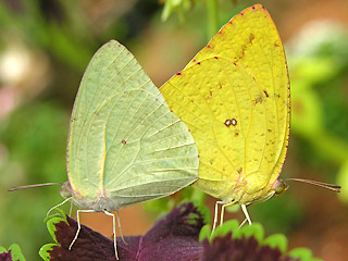 Catopsilia florella African migrant