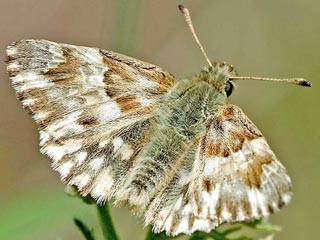 Gr�nlicher Dickkopffalter Ziestfalter Carcharodus lavatherae Marbled Skipper
