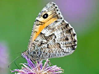 Hipparchia semele  Rostbinde Ockerbindiger Samtfalter  Grayling