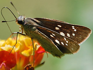 Peliponidas thrax  Millet Skipper