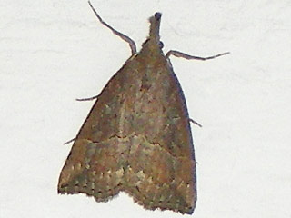 Hopfen-Schnabeleule   Hypena rostralis   Buttened Snout