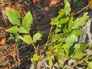 Raupennahrungspflanze Calospilos pantaria