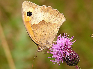 Weibchen Groes Ochsenauge Maniola jurtina Meadow Brown