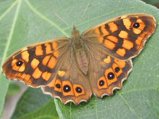 Waldbrettspiel Laubfalter Pararge aegeria Speckled Wood