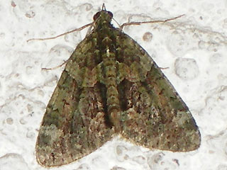 Olivgr�ner Bindenspanner Chloroclysta siterata Red-green Carpet 