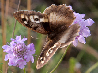 Mnnchen Berghexe Chazara briseis The Hermit